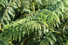 Ferns 2