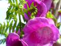 Foxglove 2