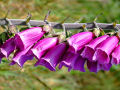 Foxglove 3