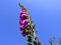 Foxglove 4