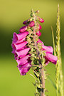 Foxglove 5