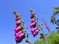 Foxgloves 2