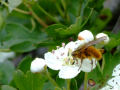 Fuzzy Orange Fly on a hawthorn flower