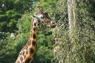 Giraffe 2