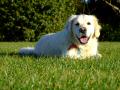 Golden Retriever Lying On The Grass Catching Some Rays