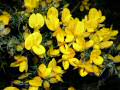 Gorse