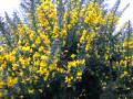 Gorse 2