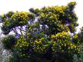 Gorse 3