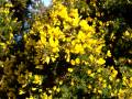 Gorse 4