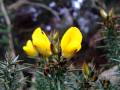 Gorse 5