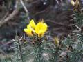 Gorse 6