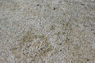 Granite Texture 4