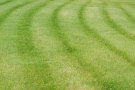 Grass Lawn 4