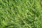 Grass Lawn 5