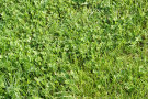 Grass Lawn 6
