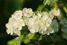 Hawthorn Blossom