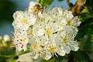 Hawthorn Blossom 2