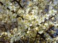 Hawthorn Flowers 2