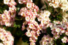 Hawthorn Flowers 3