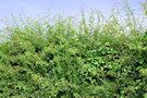 Hawthorn Hedge 2