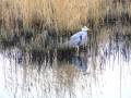 Heron - Wexford - Ireland