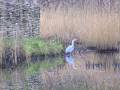 Heron 2 - Wexford - Ireland