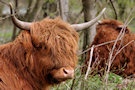 Highland Cattle