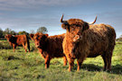 Highland Cattle