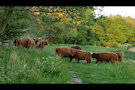 Highland Cattle 3