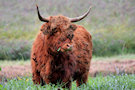 Highland Cow