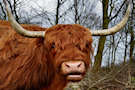 Highland Cow 2