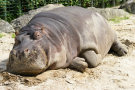 Hippo