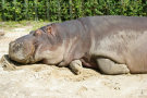 Hippo 2