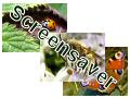 Insects Screensavers / Powerpoint Templates / Slideshows