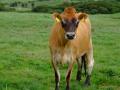 Jersey Cow