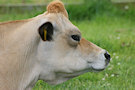 Jersey Cow 3