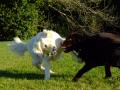 Labrador And Retriever Playing (It may look like fighting but they are only playing)