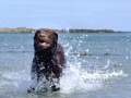 Brown Labrador Splashing Through The Sea 3