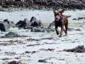 Brown Labrador Dog On The Beach