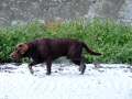 Brown Labrador On The Beach 3