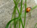 Ladybug / Ladybird 10