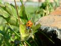 Ladybug / Ladybird 12