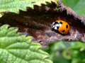 Ladybird / Ladybug 8 (On A Nettle)