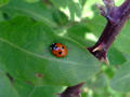 Ladybug / Ladybird