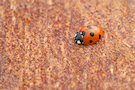 Ladybug / Ladybird 13