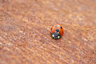 Ladybug / Ladybird 14