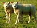 Lambs