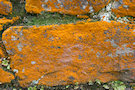 Lichen 3