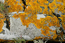 Lichen 6