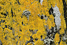 Lichen 7